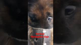 Vertical Nystagmus Sign in German Shepherd | Nervous Signs | Drug Toxicity #viral #dog #shorts