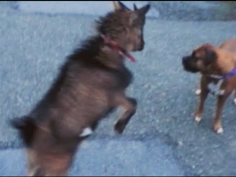 Kindergoat & Boxerdog Playing