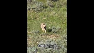 一发入魂，大型猎杀现场！为什么要杀郊狼，那是因为它很猖狂！ #郊狼泛滥 #郊狼