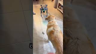 This AI Robot Dog Will Blow Your Mind – Meet the Future of Robotics!