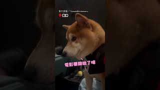 【狗生初體驗】柴進電影院看《超人》! 穿西裝坐挺挺超勾追｜柴犬｜柴柴｜狗狗｜電影院｜香港｜西裝｜超人｜寵物友善