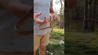 Brown Tree Snake (Boiga irregularis)arboreal rear-fanged colubrid snake