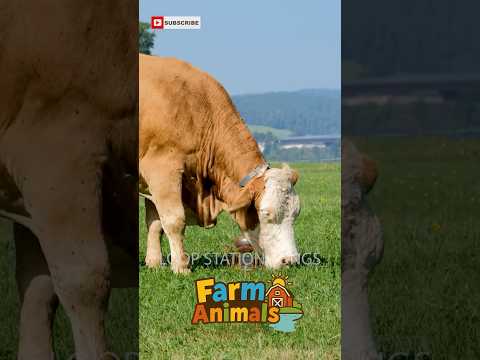 Meet the AMAZING World of COWS on the Farm!