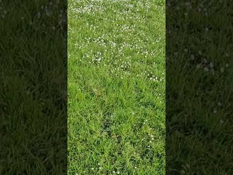 Morning walk in a Sunny day #shorts #shortsfeed #vlog #lifeinuk  #summer #sunnyday #popular