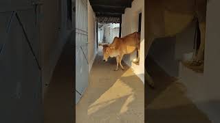 Chhoti chhoti gaiya chote chote gwal #gaumaata #cowvideos #cowlover #cow #holycow #merigaiya #gaumaa