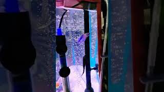 new fish added to my aquarium betta fish #betta_fish #day39