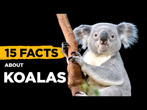 15 Fascinating Facts About Koalas