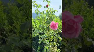 #lifeisbutadream #beautifulhome #nature