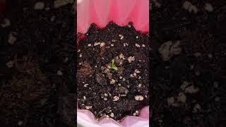 THC Pplant growing. wish me luck!   #thcgrower #plants #thcareview #howtovideo