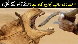 Why Camel Eats Snake Alive | NYKI