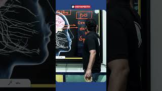 Aao Seekhe Human Nervous System ke Important Parts ke Bare Mein 🤯#pwvidyapeeth #shorts