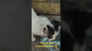 #beautifulcats #catvideos #kitten #meowcat#cutecatshorts #beautifulcatsfromtheworld #funnycats#meow