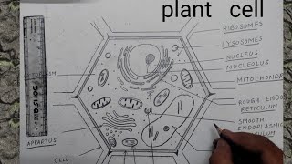 how to draw typical plant cell I how to draw typical plant cell 9th class I  plant cell diagram