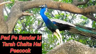How A Peacock Walking On Tree Like Monkey #techearth, #excitedpeacock