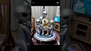 柴犬福 リビングで宇宙人に連れてかれた柴犬🤣Shiba and Alien🤣#shorts #funny #dogshorts #funnydog #柴犬 #shibainu #시바견