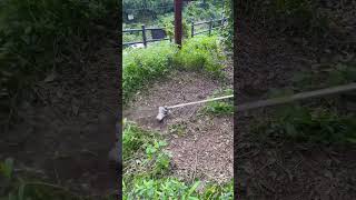 Universal Vertical Weeder | Универсальный вертикальный прополочник #Прополка #Садоводство #ENGLEAD