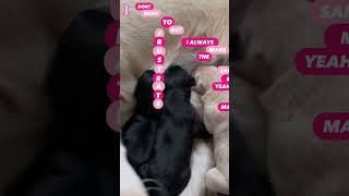 These Puppies WILL MAKE YOUR DAY! 🤗 ❤️ #labradorretriever #shorts