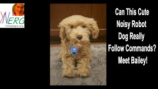 Wanna Pet but not Allowed? Meet Bailey the Cute Robot Dog! #shorts