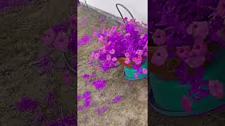 fiolet