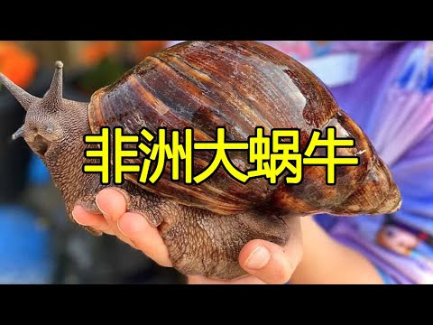 中国人碰都不碰的生物，却被非洲人吃到濒临灭绝，一年吃掉千万斤