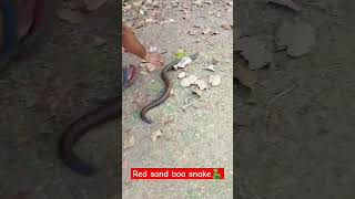 red sand boa snake🐍  #trending #reels #youtubeshorts #viralvideo #snakerescue #snake #wildlife