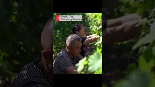 Tech-driven agriculture boosts yields, profits during harvest in Shandong