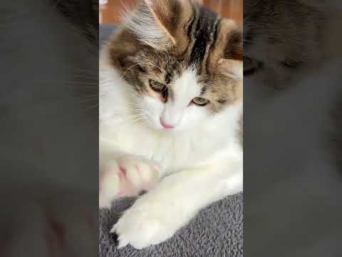 【目の癒し】銀ちゃんとみーちゃん#猫のいる暮らし #cat #癒し #ねこ
