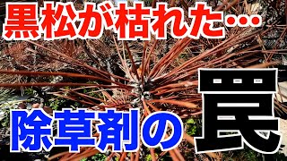草だけ枯れると思ってた、、、除草剤の罠　効果と危険性を庭師が解説【庭師　除草剤　枯れる　危険　恐怖】