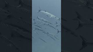 Scuba diving in a massive school of barracuda #underwater #ocean #scuba #travel #fyp