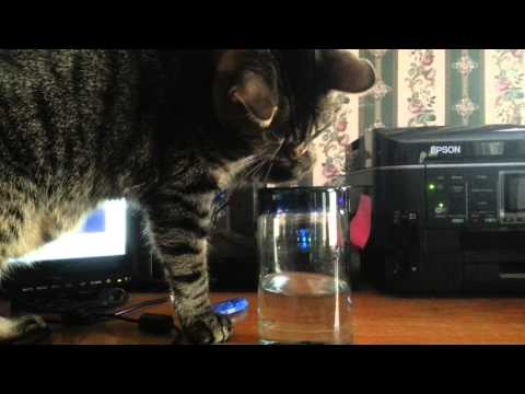 Kitty drinks water from glass with paws
