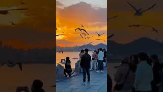 Real shots on Nov. 5️❗️ Dalian is incredibly beautiful with seagulls