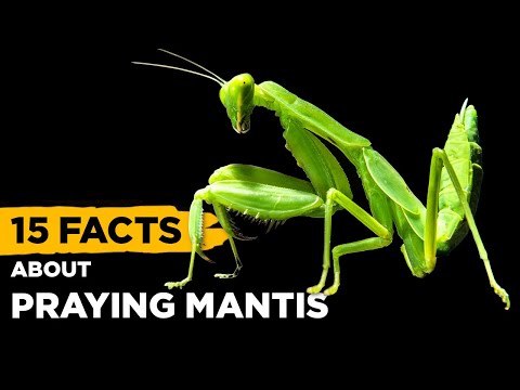 15 Fascinating Facts About Praying Mantis