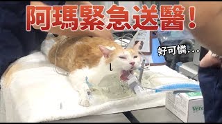 【黃阿瑪的後宮生活】阿瑪緊急送醫！
