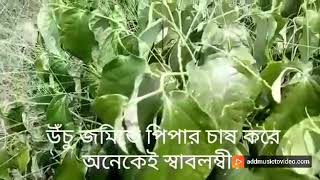 পিপার ক্ষেত / পিপার প্রজেক্ট মূর্খকে কোটিপতি আর বেইমানকে — হতাশ করে !!! Piper Cultivation