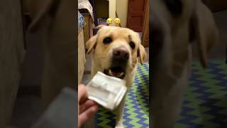 Acha chlta hu 😂 || labra rubi || #shorts #youtubeshorts #labrador #dog #funny #memes #viralshort