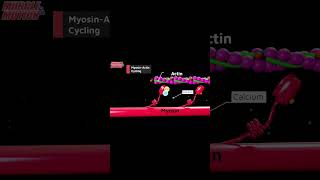 How a Muscle Contracts | Muscle Physiology 101