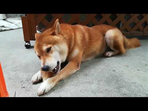 柴犬のポン太 牛の爪を気に入る