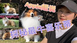 apple姐说之全国最牛喜乐蒂犬