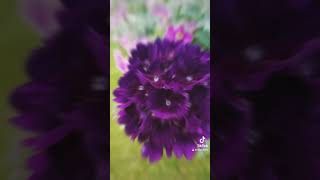 #canada #colors #flowers #nature