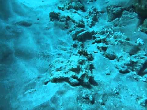 juvinille wrasse feb 2015 hookena