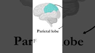 Exploring the Diversity of Seizure Manifestations Across Brain Regions