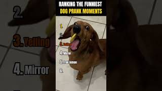RANKING THE FUNNIEST DOG PRANK MOMENTS! 😂🐶 PART 2