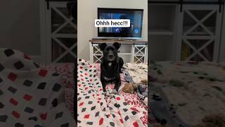 oh my dog! uh uh #doggielife #funny #pets #dogcomedy #doglife #cutedog