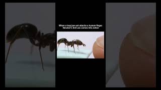 What Happens When a Trap Jaw Ant Bites a Finger?