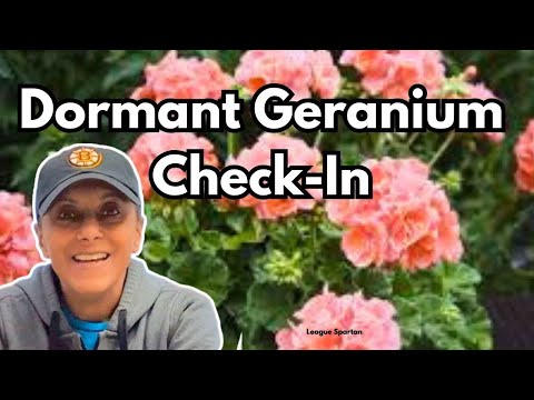 Overwintered Geranium Check | Bare Root Pelargoniums || Budget Gardening