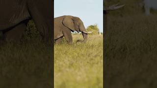 Bull ELEPHANT walks alongside me. #wildlife #intothewild