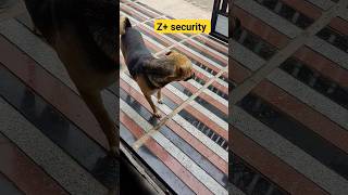 Z+ security at home😂 #zsecurity #security #doglovers #dogvlogger#elvisharmy#bigboss#instagood#shorts