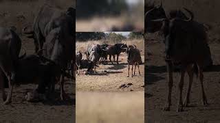 A Herd Of Wildebeest In The Jungle.#animals#wildebeest #wildanimals#youtubeshorts#shorts#short#viral