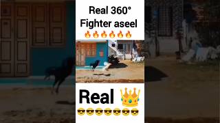 fighter aseel shorts , aseel shorts #aseel #birds #aseelmurga #kabutar #viral #trainding #shorts