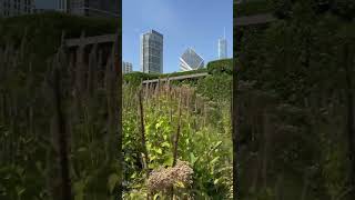 Let’s Check In On Lurie Garden at Millennium Park in Chicago, IL!